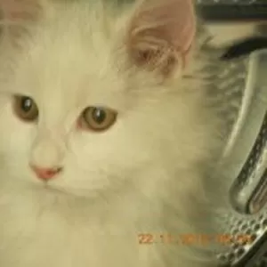 продам персидского кота