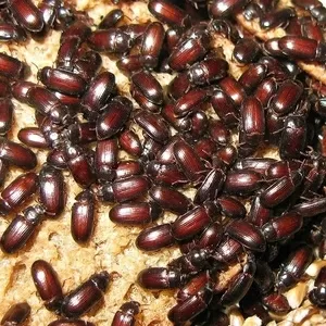 Аргентинские жуки знахари Лечение