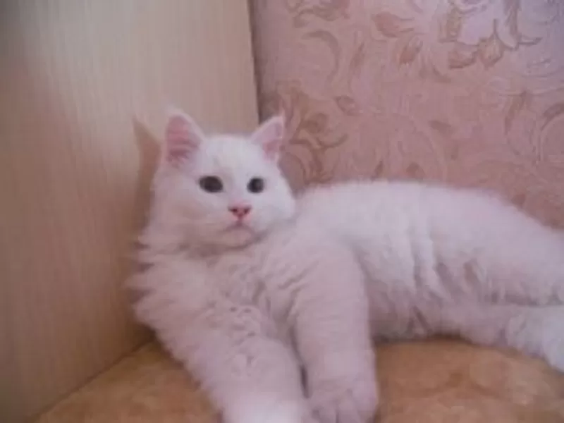 продам персидского кота 3