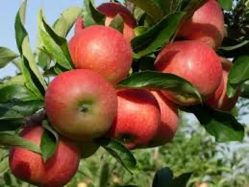 Яблоки из Молдовы по самым низким ценам  4