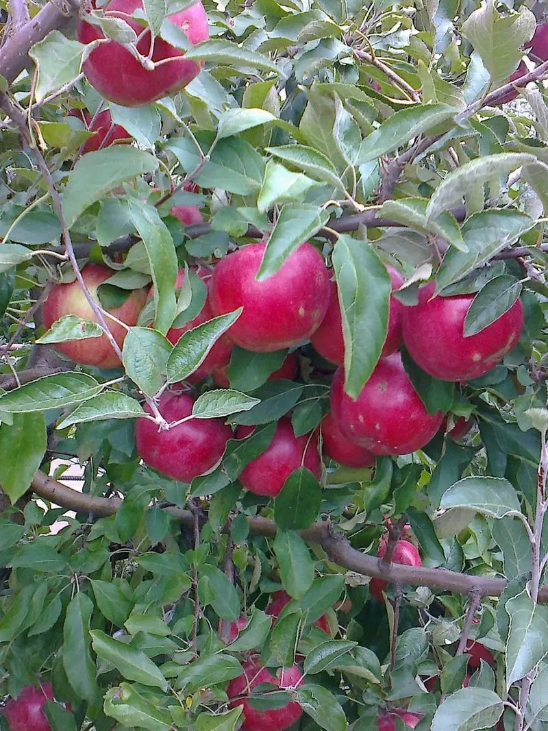 Яблоки из Молдовы по самым низким ценам  3