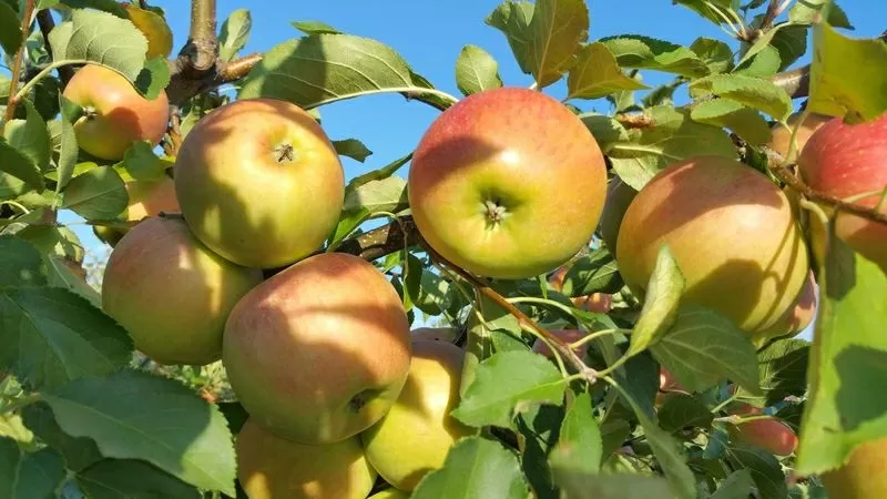 Яблоки из Молдовы по самым низким ценам  2