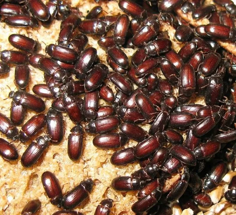 Аргентинские жуки знахари Лечение