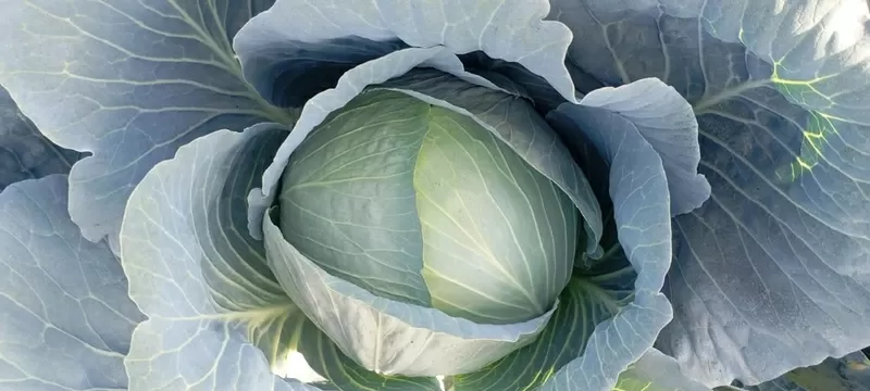 Продажа капусты белокачанной и других овощей, такие как томаты, огурцы